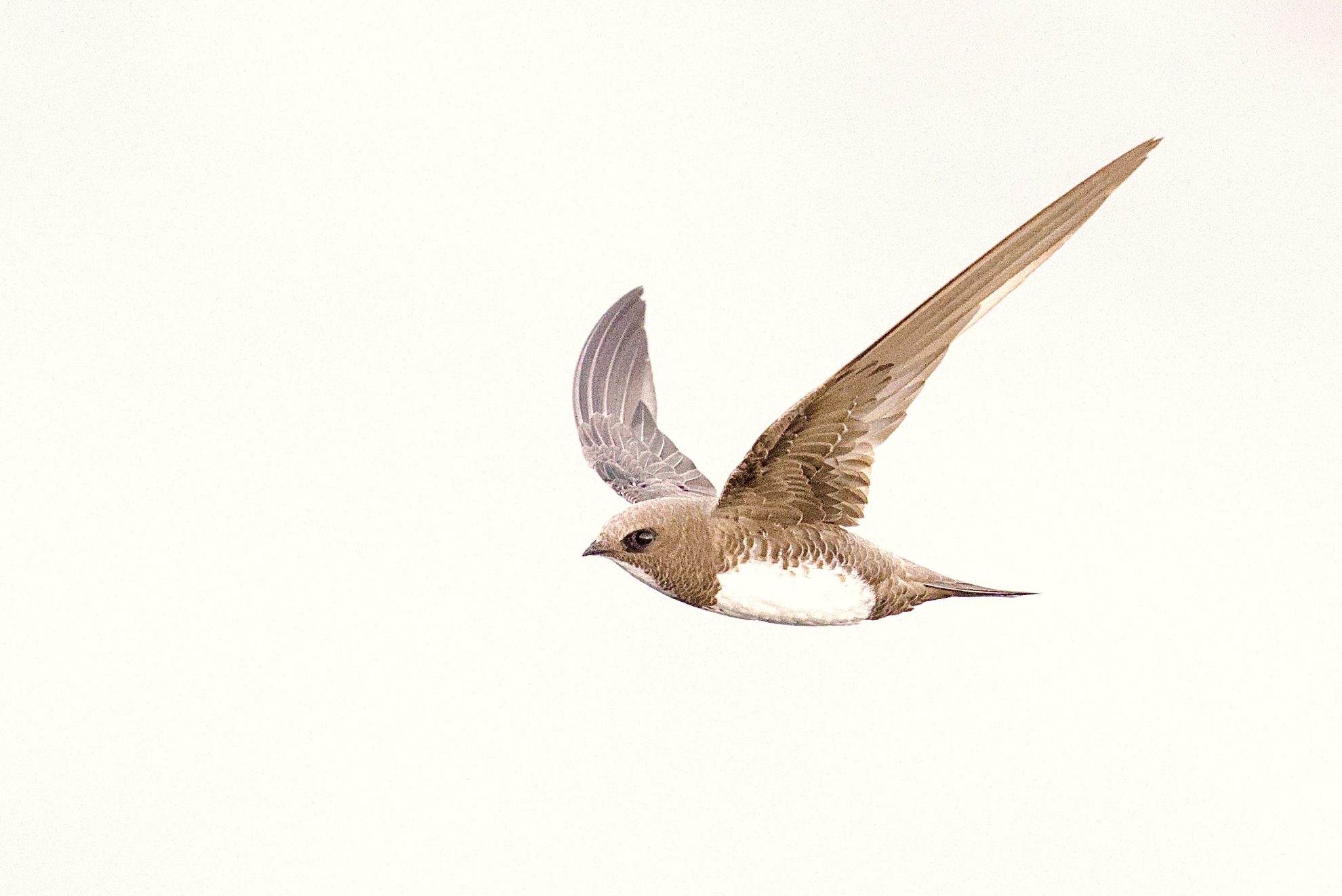 Ein Alpensegler vor weissem Hintergrund; der weisse Bauch kontrastiert zu den braunen Flügeln.